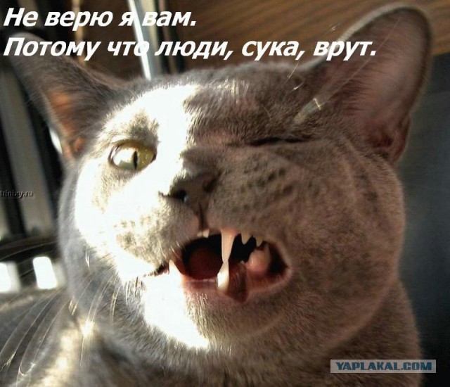 Котовторник