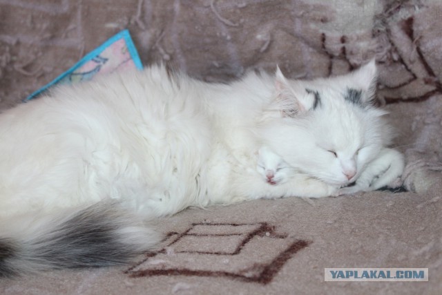 Котовторник 15.03