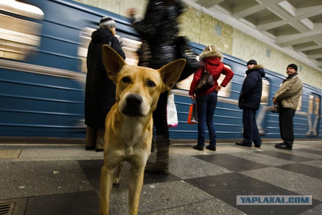 Как бездомные собаки ориентируются в московском метро