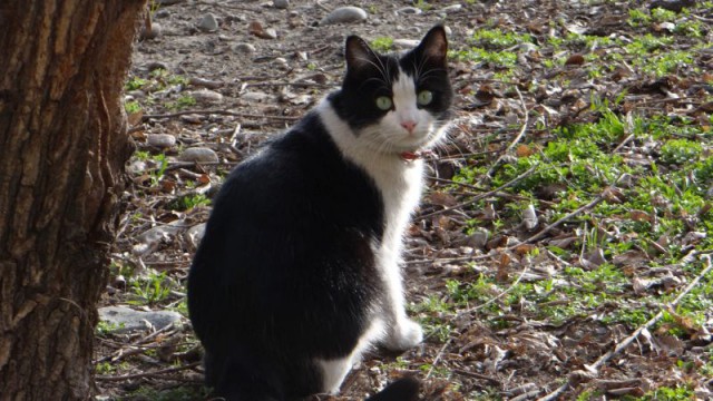 Котовторник 29.03.2016
