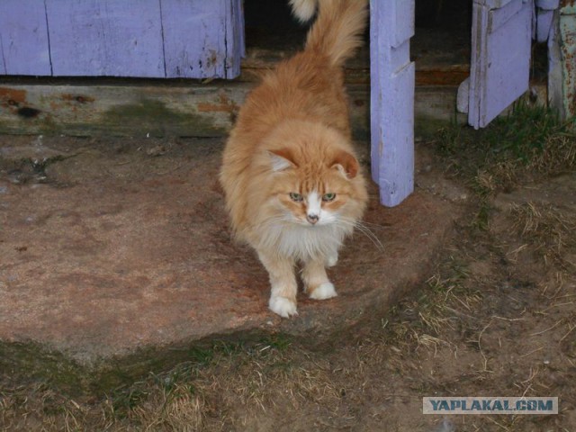 Жизнь домашнего приюта для котеек 107