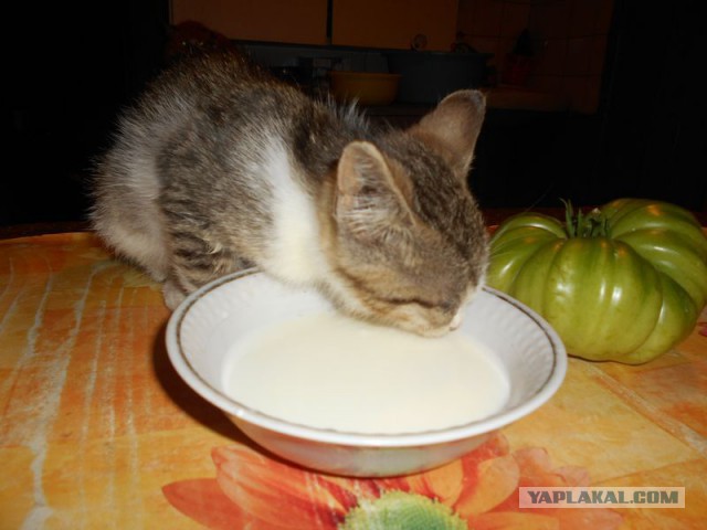 Жизнь домашнего приюта для котеек 126