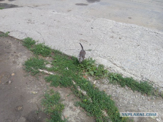 Котовторник 06.09.2016