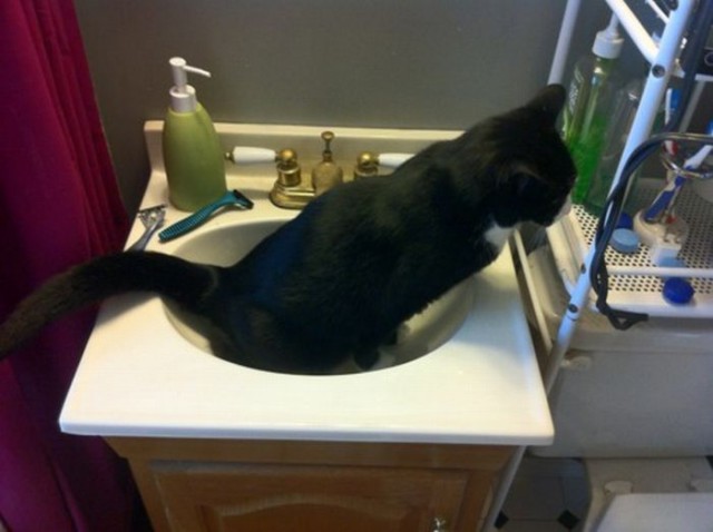 Коты из сети