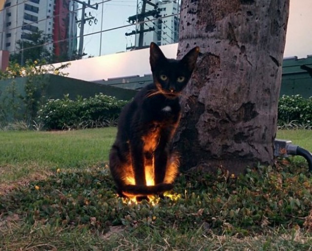 Коты и Кошки