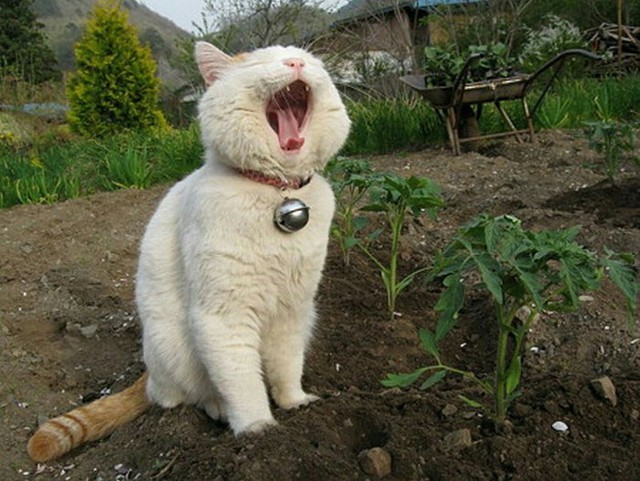 Коты и Кошки