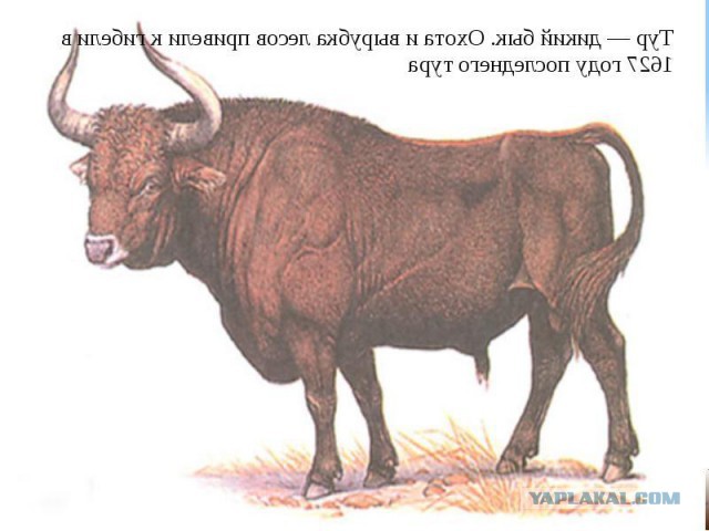 Животные, исчезнувшие по вине людей.