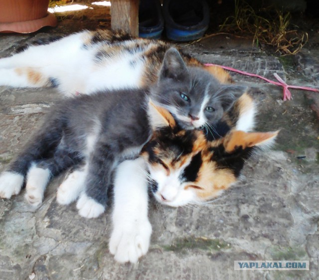 Котовторник  15.08.2017