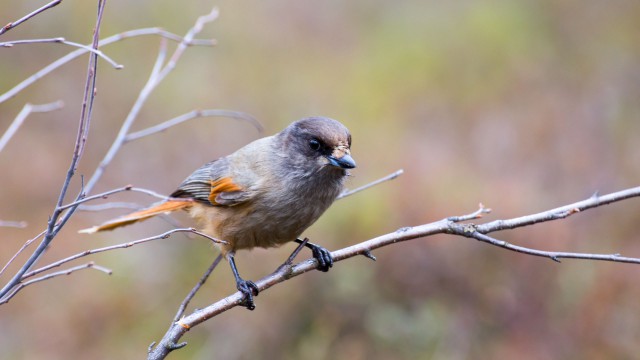 Просто Природа