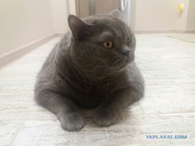 Котовторник 20.02.18