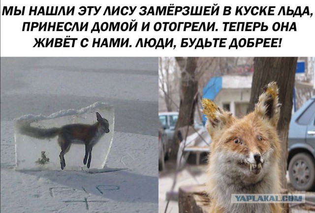 В асоциальных сетях не должно прекращаться веселье