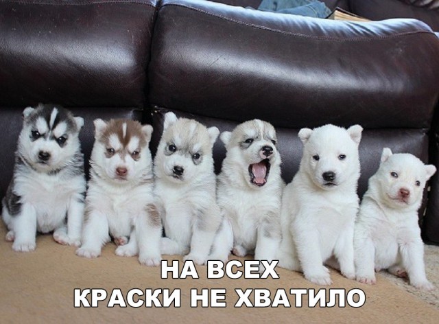 Живность из сети