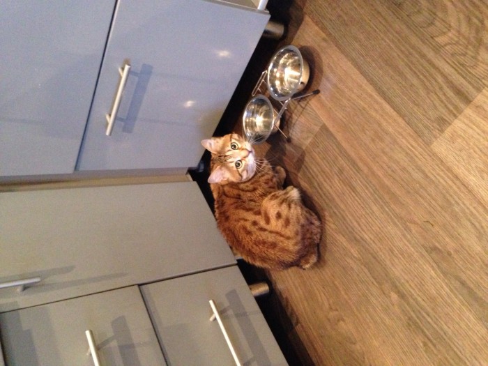 Котовторник