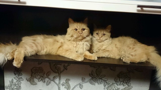 Котовторник 26.06.2018