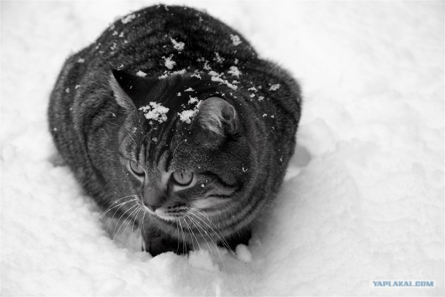 Рыжий котовторник на ЯПлакал!, Смотрим  и добавляем!