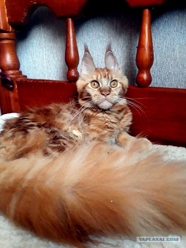 Джокер и его семья