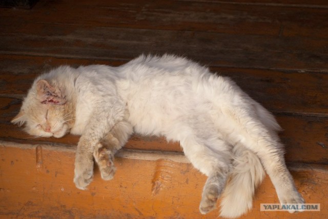 Котовторник в ЯПонии (58 фот)