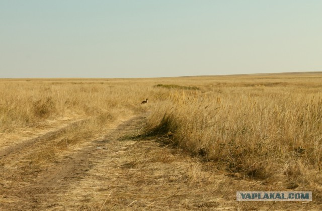 На Камчатке медведи начали раскапывать могилы на кладбище. Охотники дежурят круглосуточно