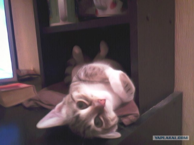Котовторник на ЯПе (21.04.2009)