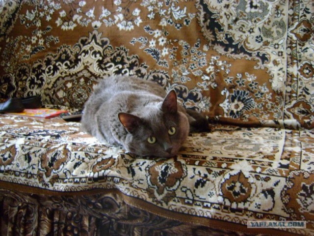 Котовторник в Египте