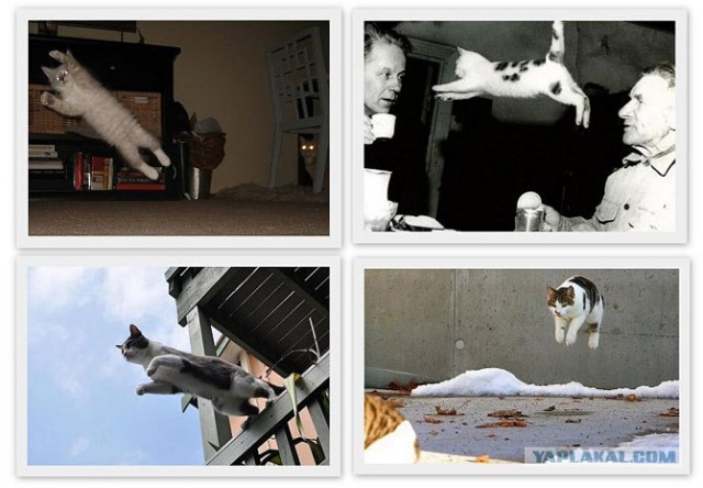 Котовторник