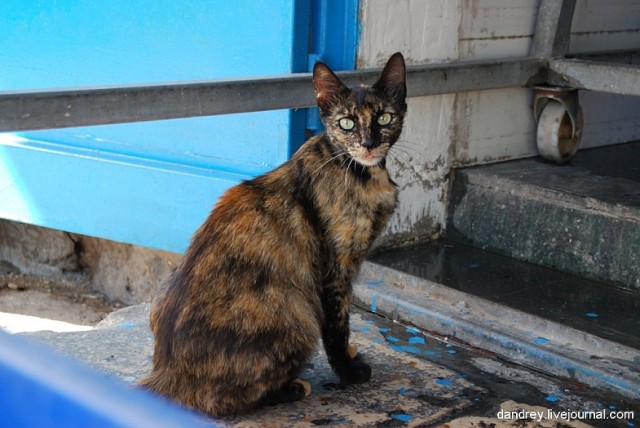 Израильские кошки