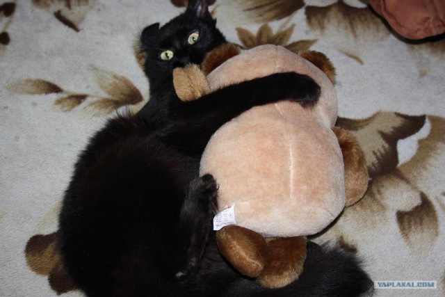 Котовторник с Максом