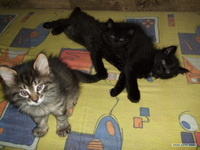 КОТОВТОРНИК (6.03.2012)