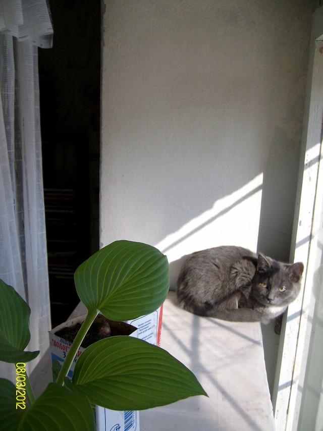 Котовторник! 13.03.2012