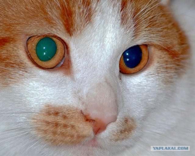 Котовторник 22.05.2012