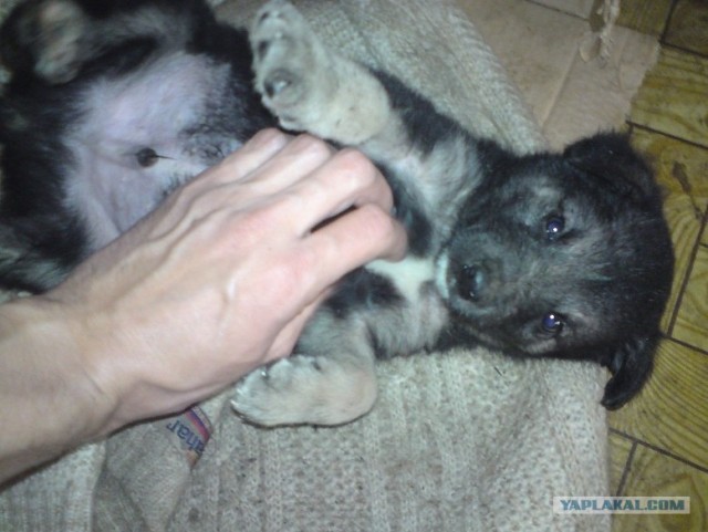 Собакочетверг 12.07.2012