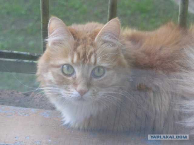Котовторник 07.08.2012