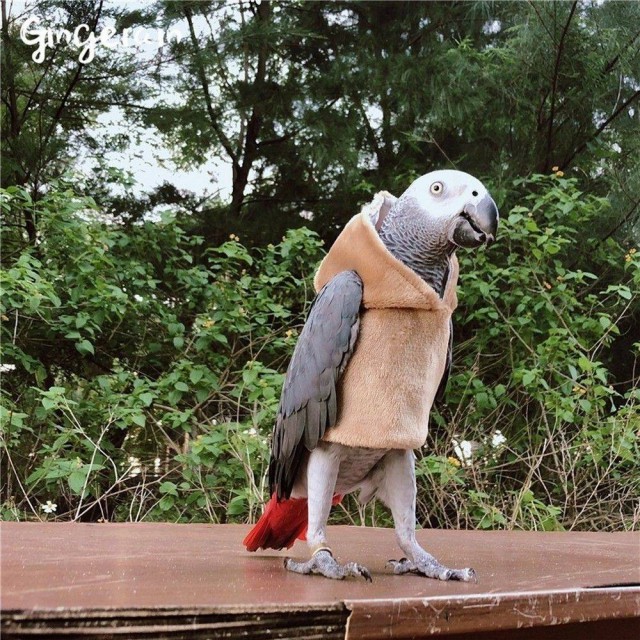 Живность из сети