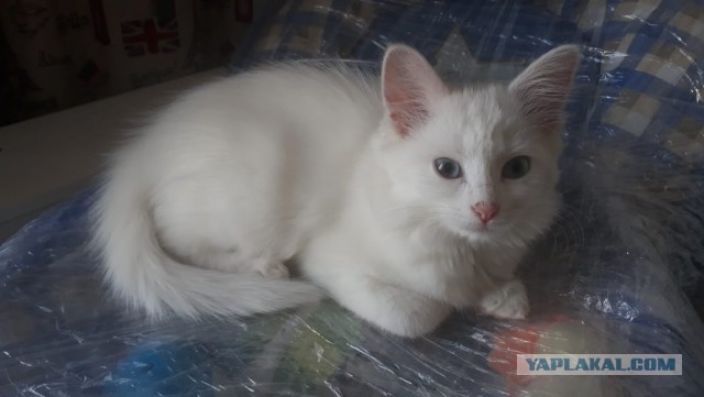 Раздаем котят в добрые руки.