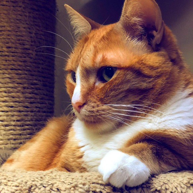 Котовторник! начнем? 04.06.19