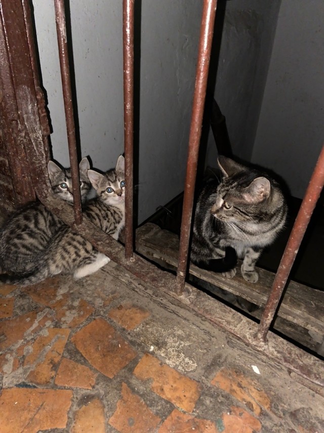 Забавные фото котеек