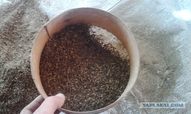 Откуда табак берется