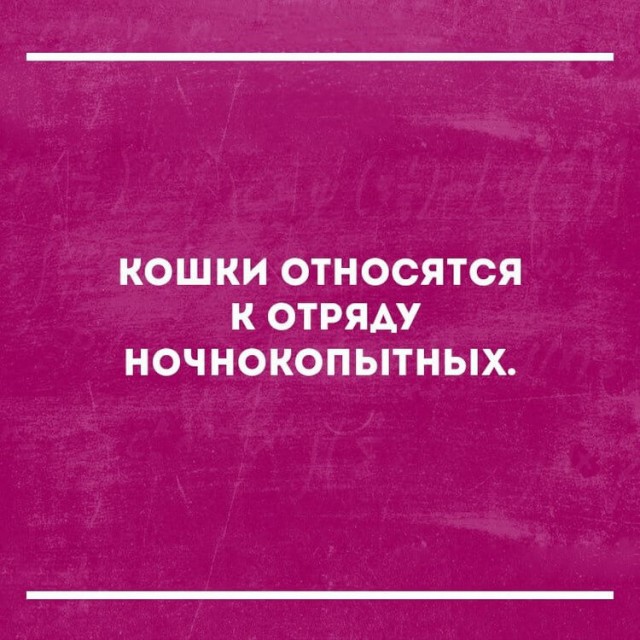 Котовторник 03.03.2020
