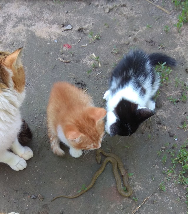 Можно начинать? Котовторник от 05.05.20