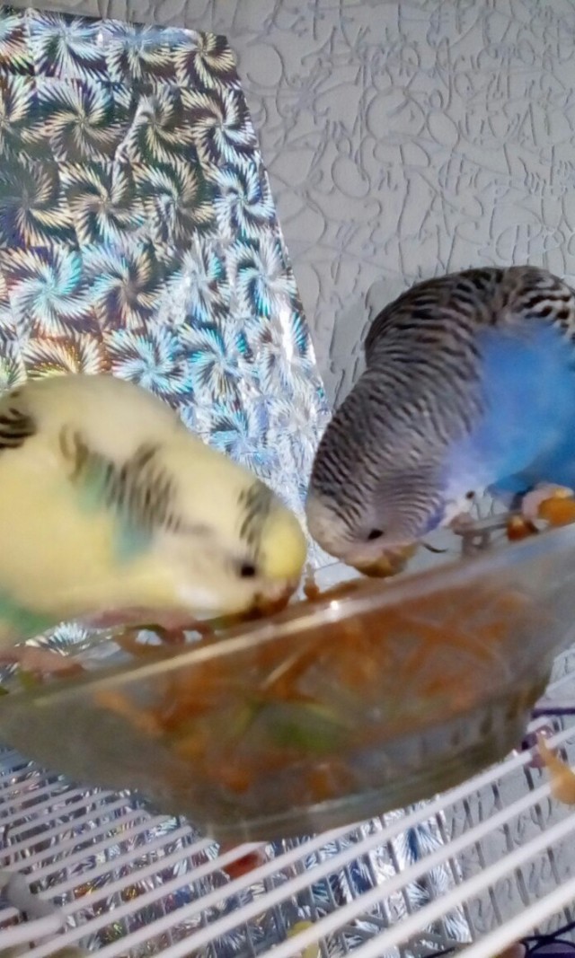 Эти забавные животные