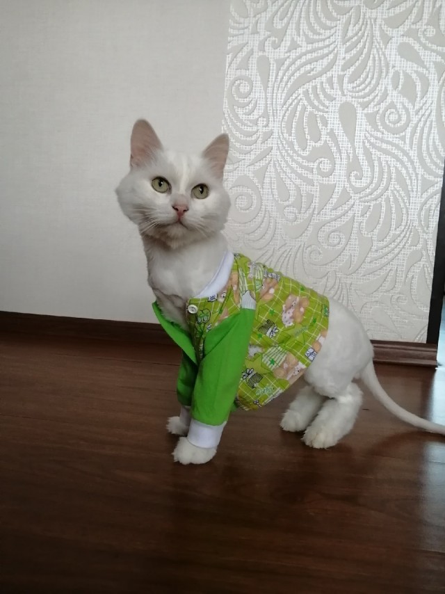Подборка забавной живности