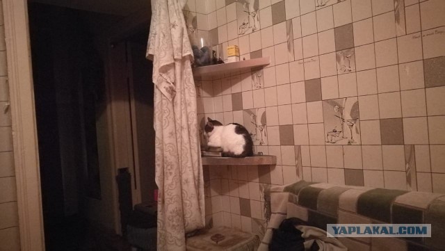 Почему вам нужно завести котов