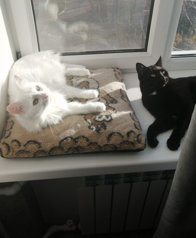Котовторник. Добавляйте своих