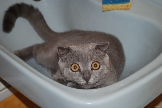 Кот - водяной!