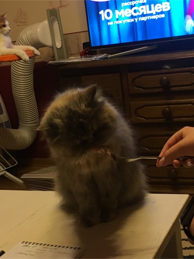 Котовторник!
