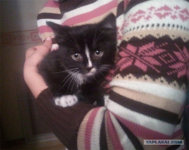 Котенок - автомеханик