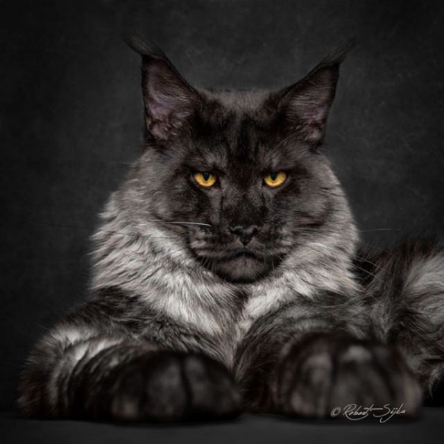Кот Мейн-кун: царь домашних кошек!