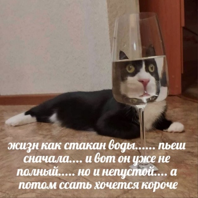 Весёлый полтишок 06.01