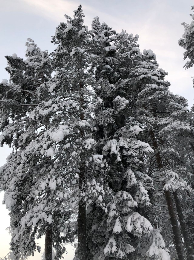 Не корона, не куркод, не казахи. Глянь на снежную сказку