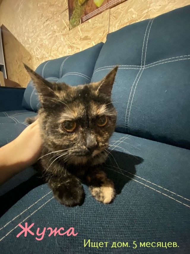Жизнь домашнего приюта "Котоленд" 322